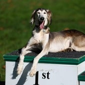 Los dueños de perros, sobre el seguro obligatorio: «Bien tampoco viene tener un gasto más»