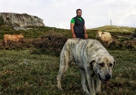 Vuelve la esperanza a los ganaderos: «La propuesta europea del lobo tiene que salir; si no, es una locura»