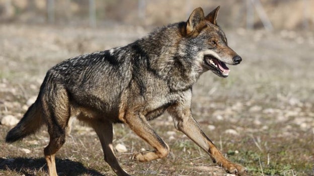 Lobo ibérico