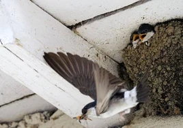 Condenan a un albañil a dos años sin trabajar por destruir nidos de pájaro en un edificio
