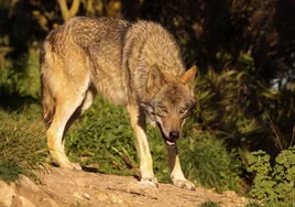 Las cifras ascendentes del lobo en España: crece un 26% con 370 manadas y más de 2.800 ejemplares