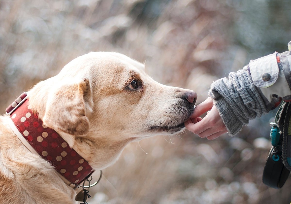 Existen ayudas de asistencia veterinaria gratuita para personas
