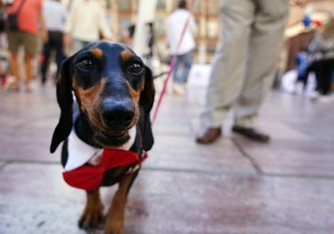 Saca al perro de la terraza y esteriliza al gato: entra en vigor la ley de Bienestar Animal y esto es todo lo que cambia