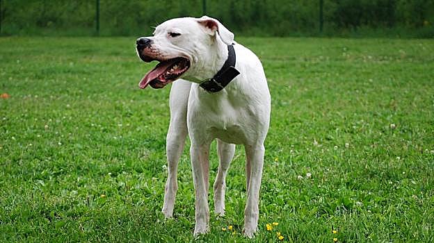 Dogo Argentino