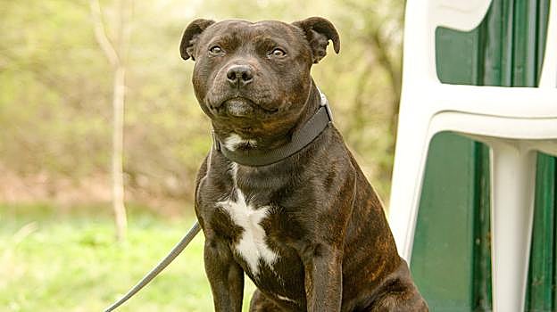 Staffordshire Bull Terrier