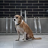 ¿Es posible cogerse la baja laboral para cuidar a tu mascota con la nueva ley de Bienestar Animal?