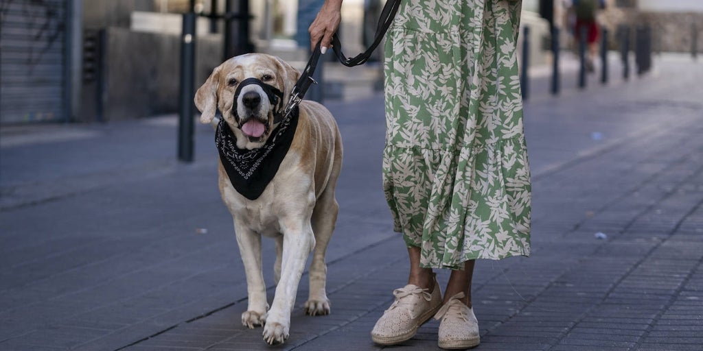 Francia desplegará perros rastreadores para detectar chinches en el metro ante la plaga que invade el país