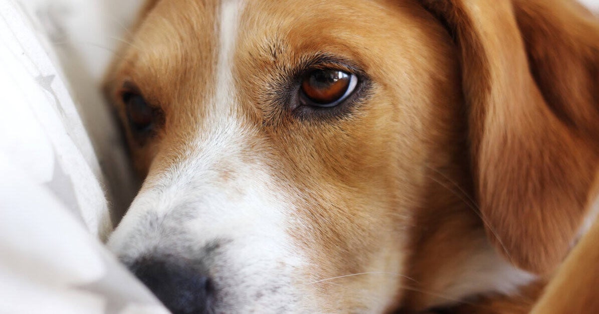 que raza de perro tiene el peor sentido del olfato