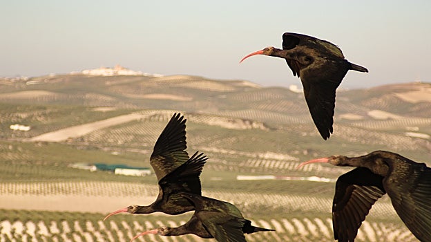 Ibis eremitas en su viaje hacia Cádiz