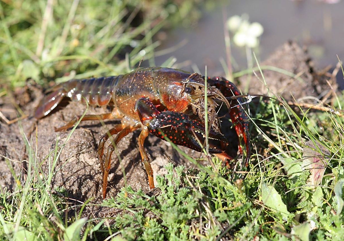 Ejemplar de cangrejo rojo americano en el caño de la Algaida de la Caquera, en Doñana