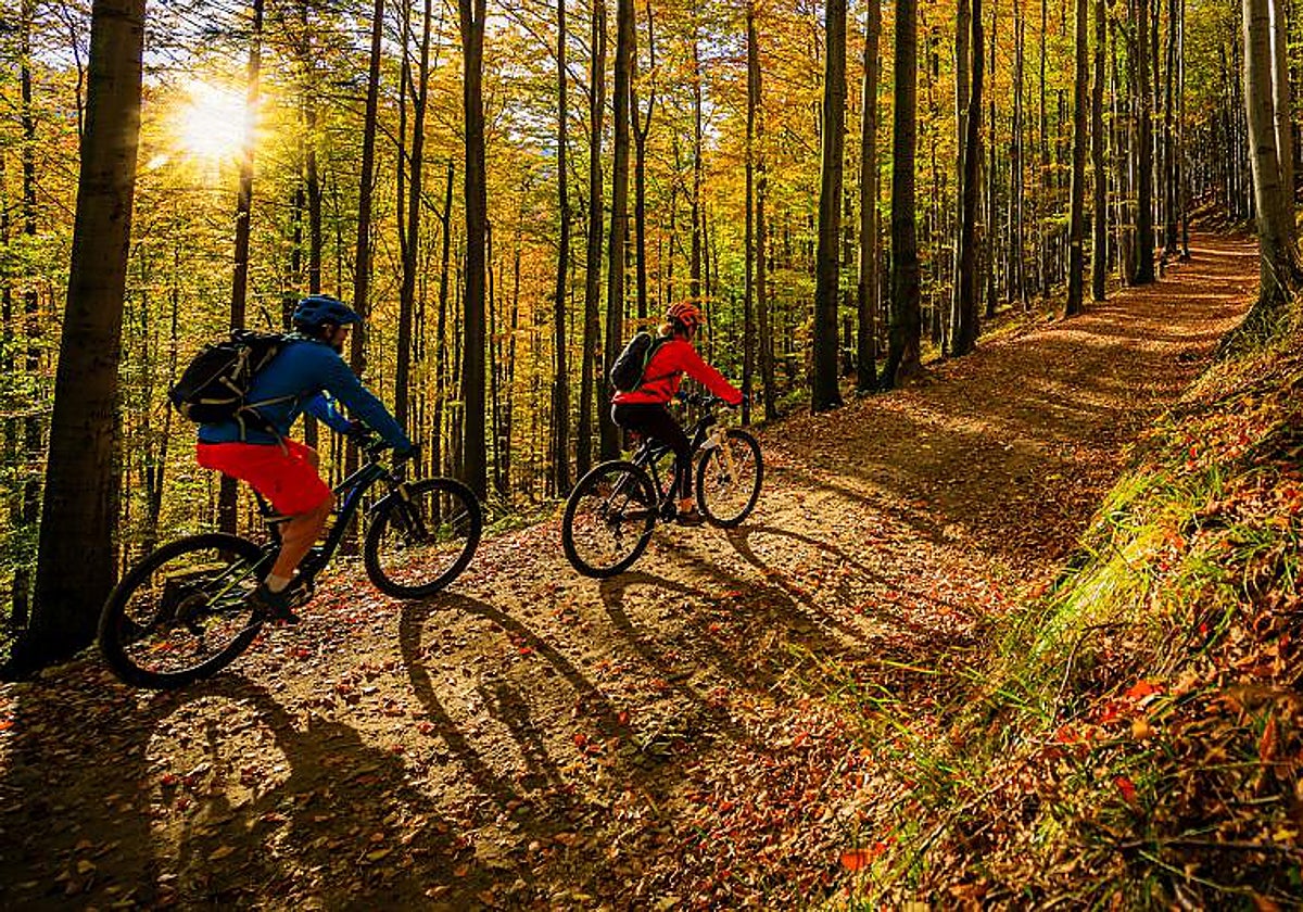 Se buscan árboles resistentes al calor