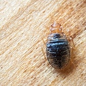 La plaga de chinches ya se asoma por España: estas son las comunidades afectadas