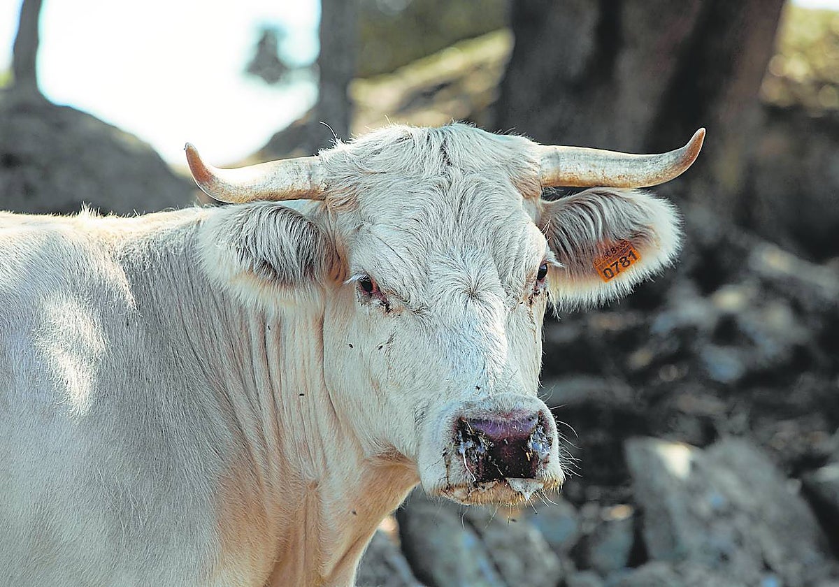Un ejemplar afectado por la enfermedad hemorrágica epizoótica