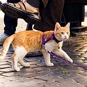 La nueva moda en el mundo animal: ¿Puedo pasear a mi gato como se hace con un perro?
