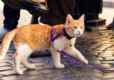 La nueva moda en el mundo animal: ¿Puedo pasear a mi gato como se hace con un perro?
