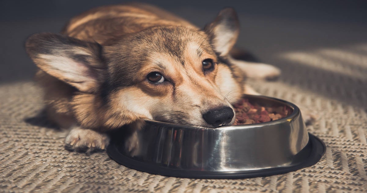 puede pan dar un perro fi