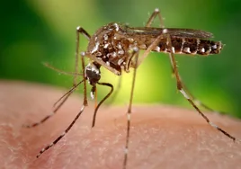 Más mosquitos, garrapatas y enfermedades: el calor impacta en la salud