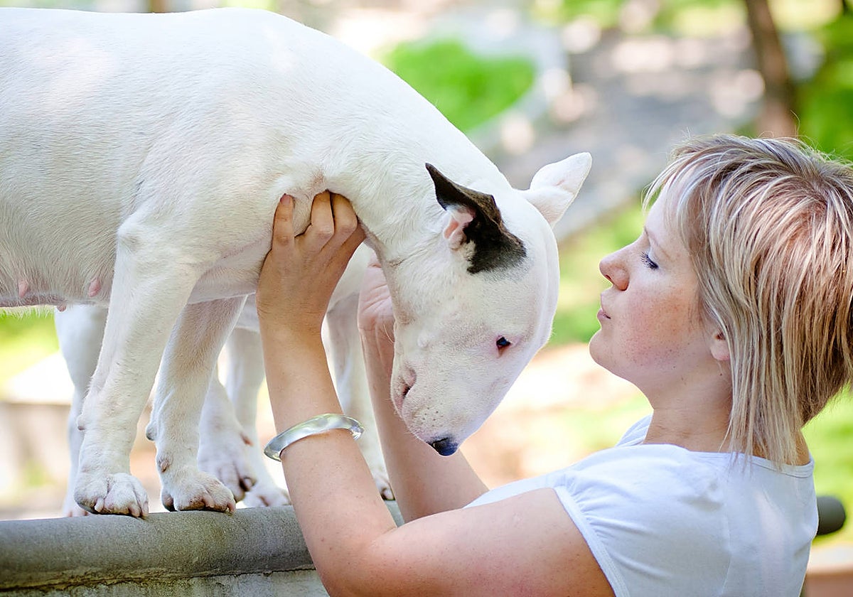 Cojera en perros: precaución para los propietarios y un desafío clave para los veterinarios