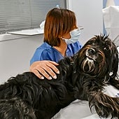 Terapia con animales para 'humanizar' las UCI