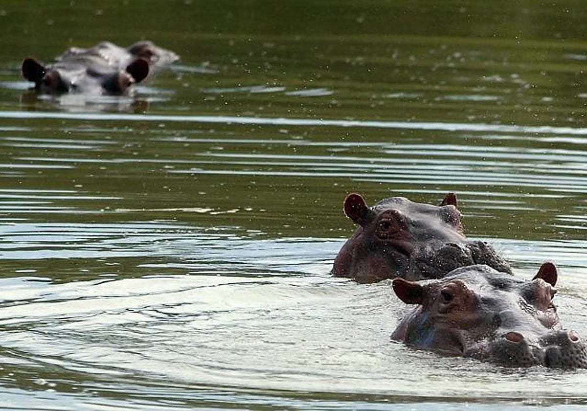 Tres de los hipopótamos que compró Escobar para su Hacienda Nápoles