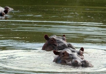 Eutanasiados, esterilizados o cedidos: la 'plaga' de los hipopótamos de Pablo Escobar ya tiene destino