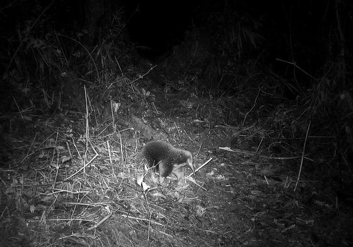 El zagloso de Sir David o equidna de hocico largo de Attenborough