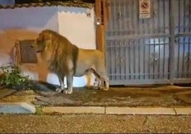 Un león escapa de un circo y siembra el caos durante horas en la ciudad italiana de Ladispoli