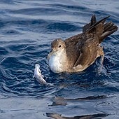 La UE acuerda frenar la sobrepesca en el Mediterráneo para proteger especies vulnerables