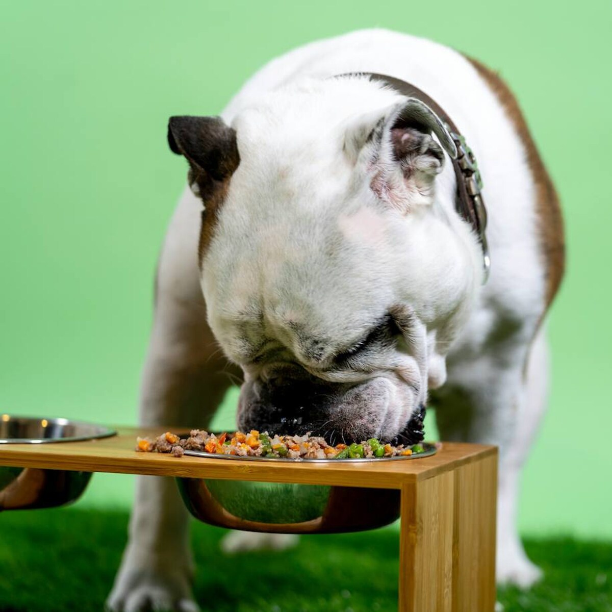 El peligro de los 'perros aspiradora': consejos para que su mascota  mastique y no engulla la