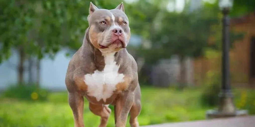 La raza de perro American Bully XL serÃ¡ ilegal en Inglaterra y Gales a partir del prÃ³ximo aÃ±o