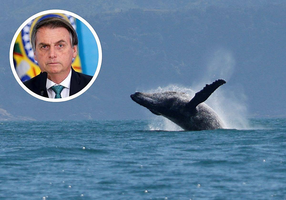 Un ejemplar de ballena jorobada. A la izquierda, el expresidente brasileño Jair Bolsonaro
