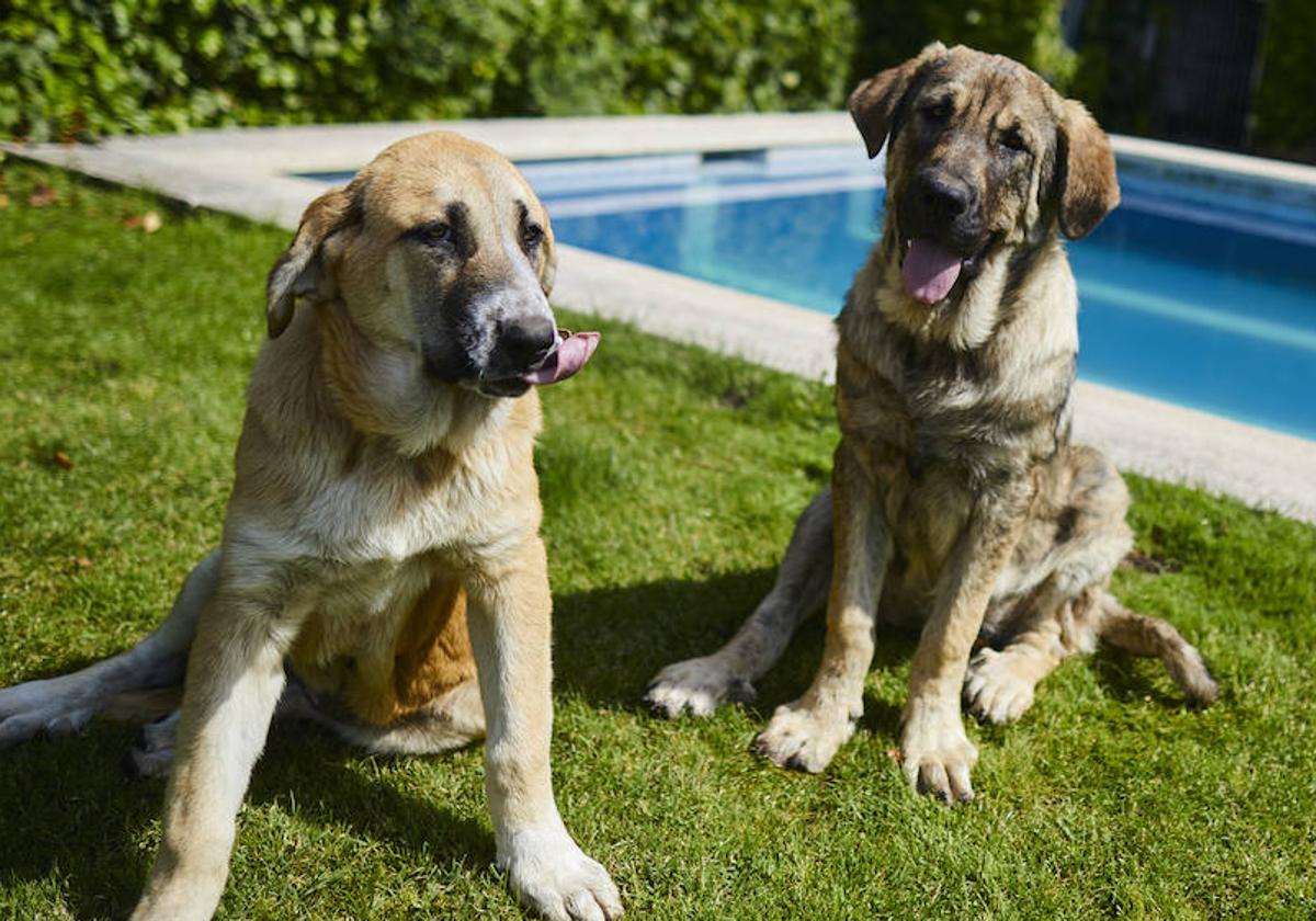 Se acelera la aprobación para un medicamento que alargará la vida de los perros  grandes