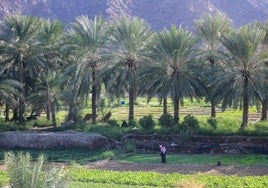 España y otros 133 países incluirán la agricultura en sus planes de recorte de emisiones