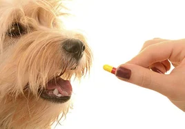 Precaución con el uso de antibióticos: su perro podría no recuperarse de una infección