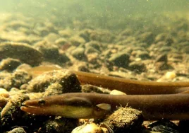 Investigadores reclaman el «cese total» de la explotación de la anguila europea para evitar su extinción