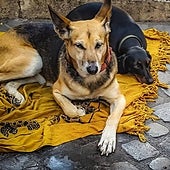 Solidaridad animal: comederos llenos y calor de hogar para perros callejeros