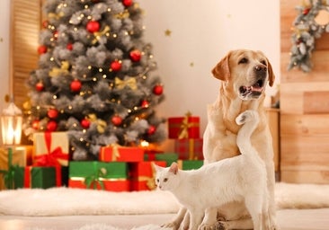 Empachos perrunos: en estas fechas la tentación llega a sus hocicos