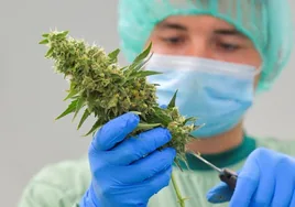 Sanidad retoma la regulación del cannabis con fines terapéuticos