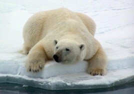 Detectan la primera muerte de un oso polar  por gripe aviar