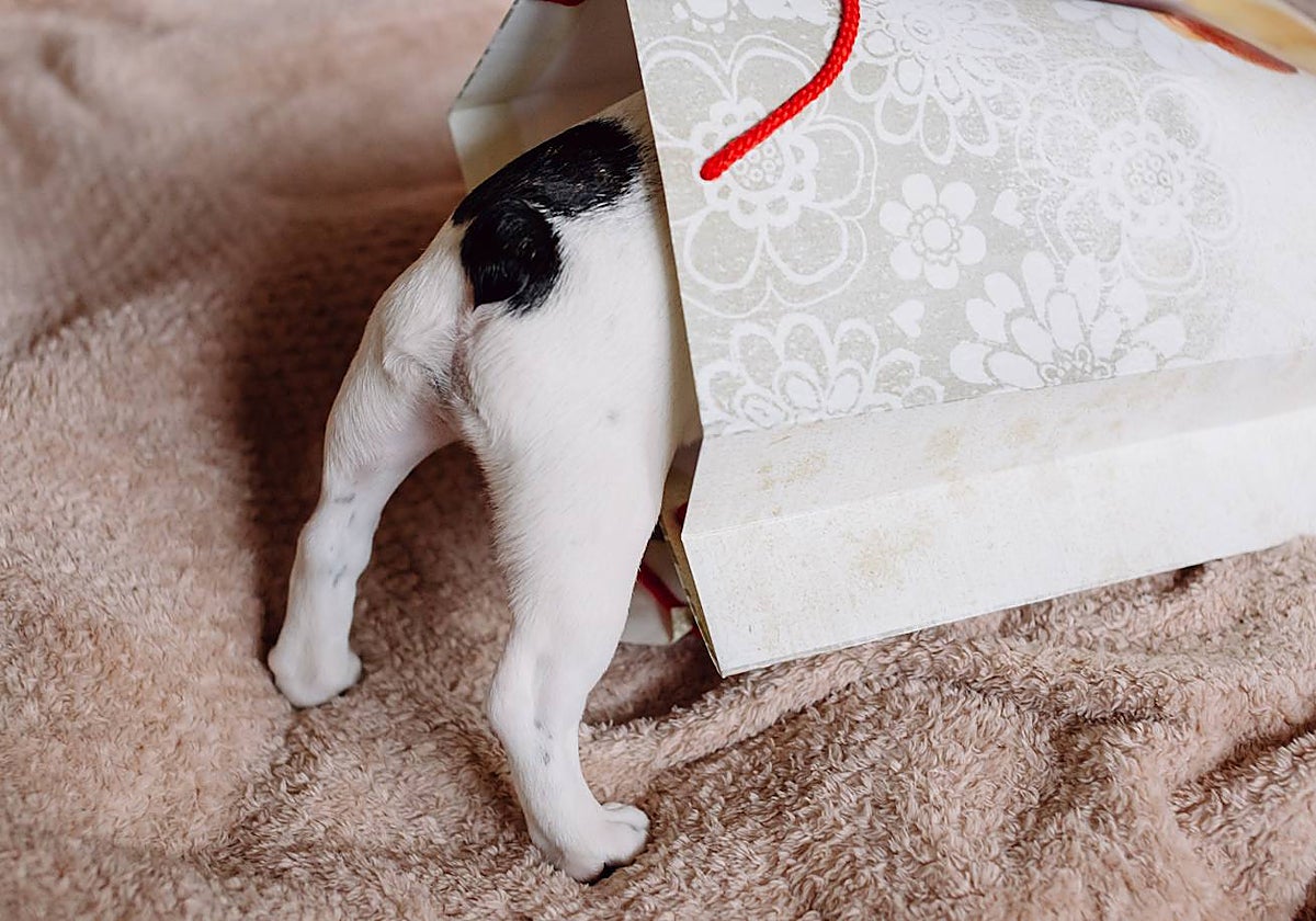 Regalos de ida y vuelta: el abandono de animales aumenta tras la Navidad
