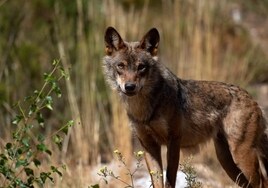 La justicia europea se inclina por permitir la caza del lobo solo al norte del Duero