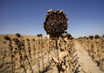 Casi la mitad de los jóvenes cree que el cambio climático es una exageración