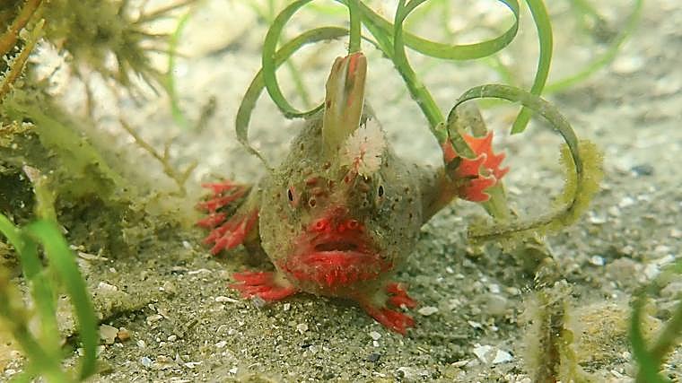Científicos australianos intentan salvar una casi extinta especie de peces con manos víctima del cambio climático