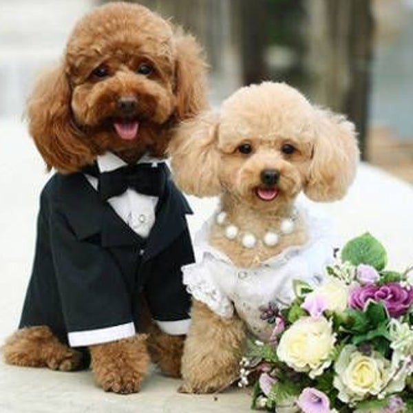 Perros que se casan: las bodas caninas cogen fuerza en España