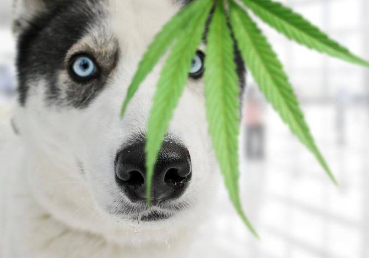 El cannabis llega a los medicamentos para perros: ¿cuándo se podrán recetar?