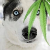 El cannabis llega a los medicamentos para perros: ¿cuándo se podrán recetar?