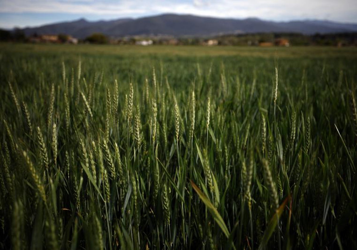 Vista de un cultivo de cebada en la comarca del Vallès (Barcelona)