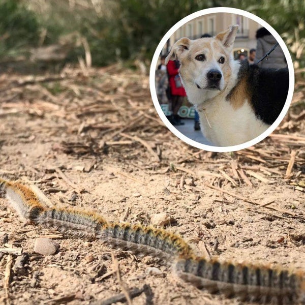 Alerta canina: la plaga de procesionarias que puede matar a tu perro llega antes de tiempo