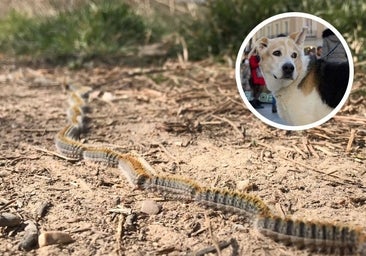 Alerta canina: la plaga de procesionarias que puede matar a tu perro llega antes de tiempo