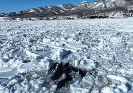 Un grupo de orcas lucha por sobrevivir tras quedar atrapado en el hielo en la costa de Japón